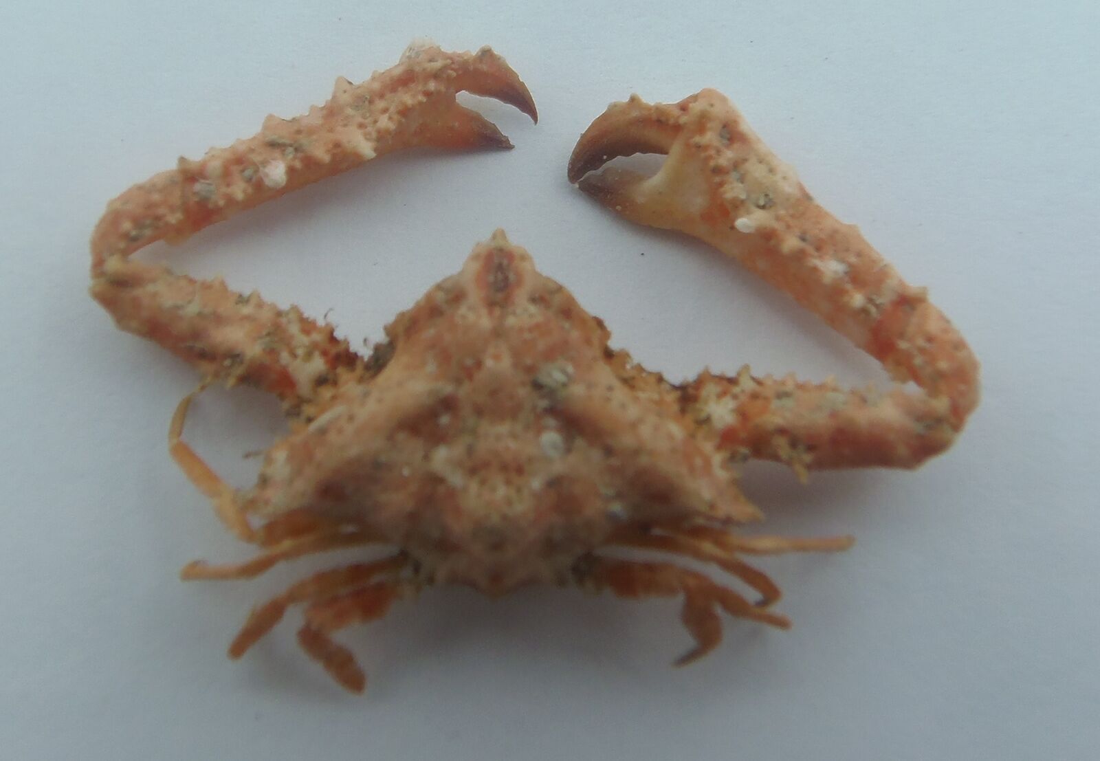 Crustaceans Elbow Crab Garthambrus Pteromerus Taxidermy Oddities