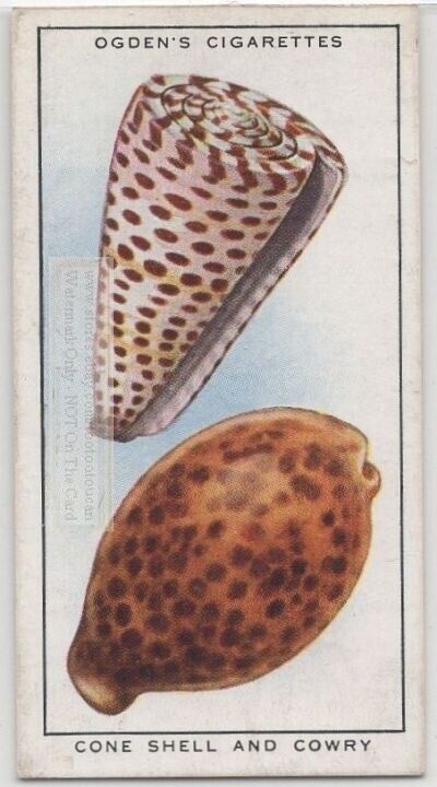 Cowery And Cone Sea Shell  85+ Y/o Trade Card